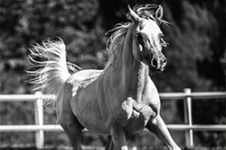 Al Miqdad Arabians