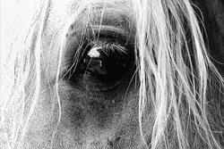 Al Miqdad Arabians