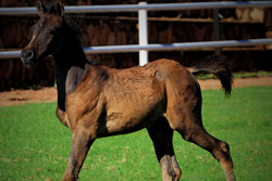 Al Miqdad Arabians
