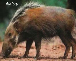 bush_pig