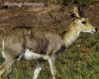 mountain-reedbuck