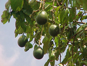 avo