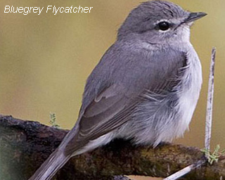 Bluegrey Flycatcher