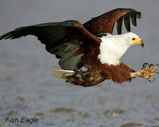 Fish-eagle