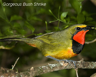 Gorgeous Bush Shrike