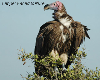 Lappet Faced Vulture
