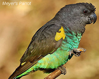 Meyer's Parrot
