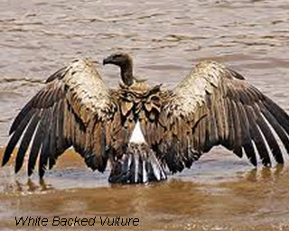 White Backed Vulture