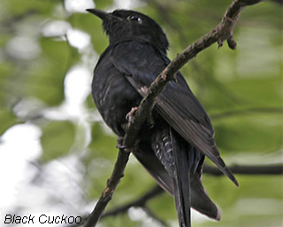 black-cuckoo
