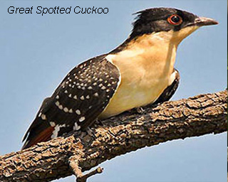 Great Spotted Cuckoo