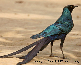 Long-Tailed Glossy Starlin