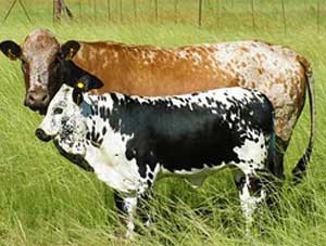 cattle