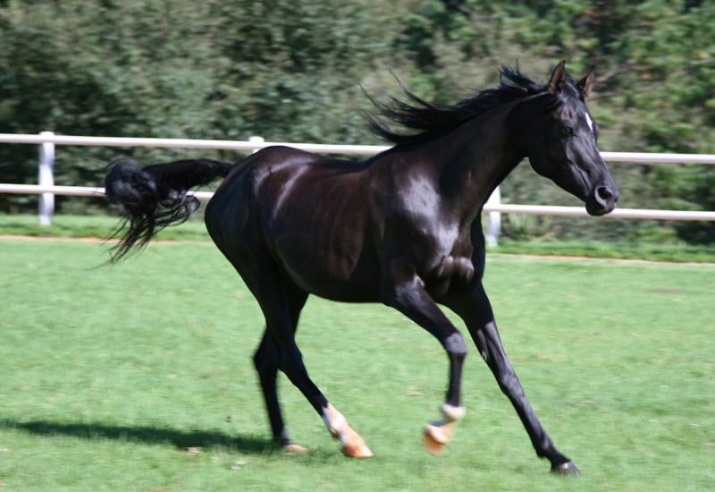 FS Capputeano