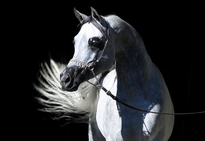 Jadaan Al Shaqab