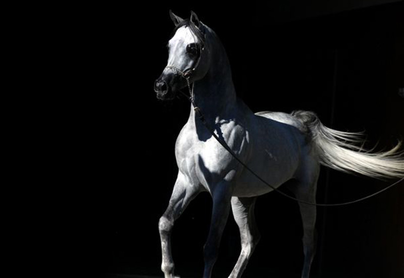 Jadaan Al Shaqab