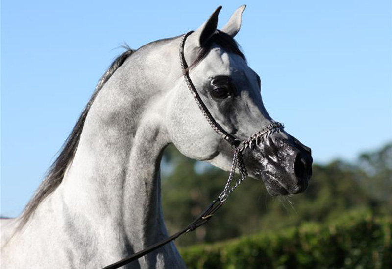 Jadaan Al Shaqab