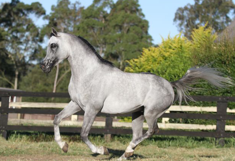 Jadaan Al Shaqab
