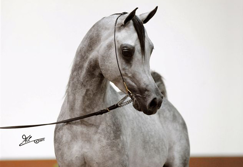 Jadaan Al Shaqab
