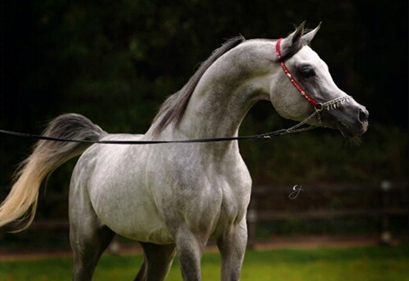 Jadaan Al Shaqab