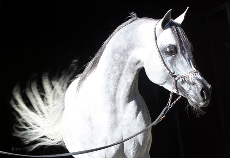 Jadaan Al Shaqab