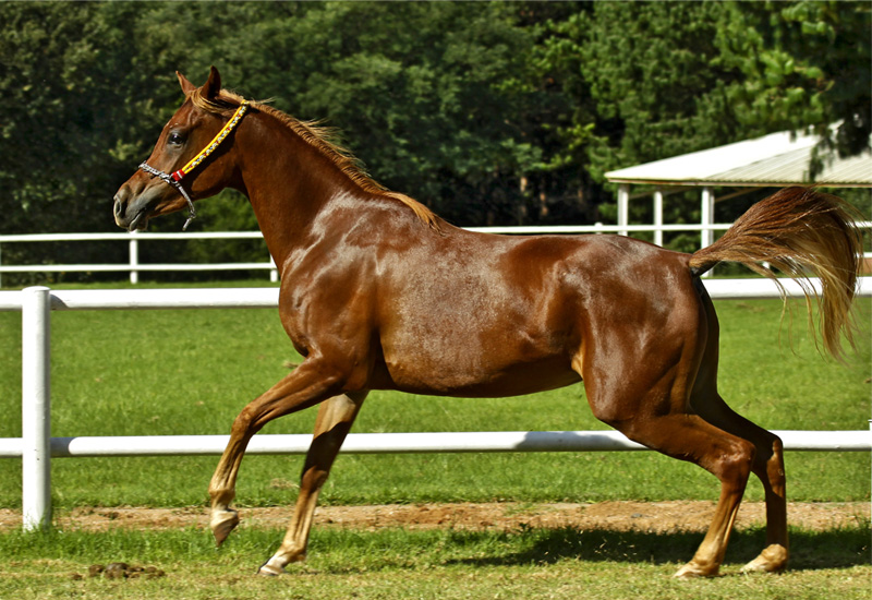 El Nefous Al Saba