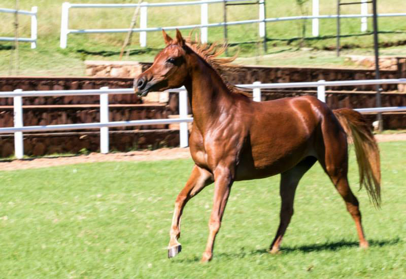 El Nefous Al Saba
