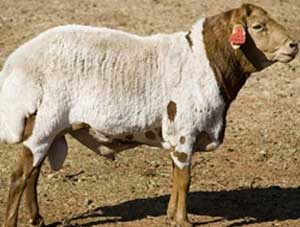 Sheep